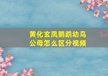 黄化玄凤鹦鹉幼鸟公母怎么区分视频