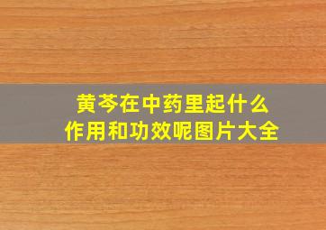 黄芩在中药里起什么作用和功效呢图片大全