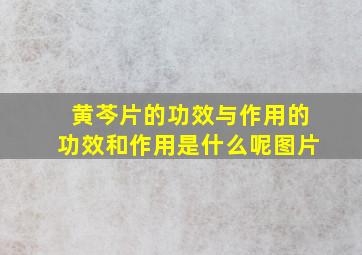 黄芩片的功效与作用的功效和作用是什么呢图片