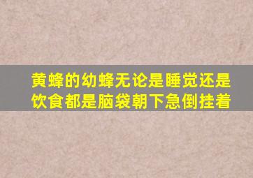 黄蜂的幼蜂无论是睡觉还是饮食都是脑袋朝下急倒挂着