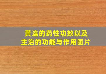 黄连的药性功效以及主治的功能与作用图片