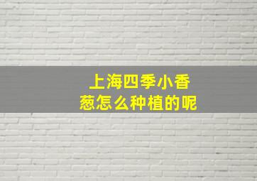 上海四季小香葱怎么种植的呢