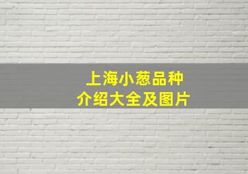 上海小葱品种介绍大全及图片