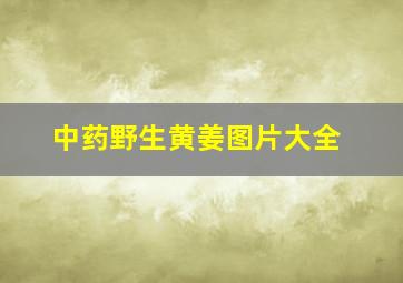 中药野生黄姜图片大全