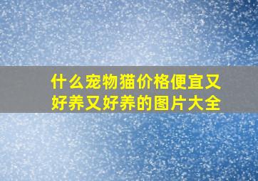 什么宠物猫价格便宜又好养又好养的图片大全