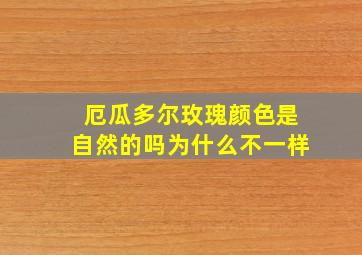 厄瓜多尔玫瑰颜色是自然的吗为什么不一样