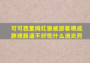 可可西里网红狼被游客喂成胖球肠道不好吃什么消炎药