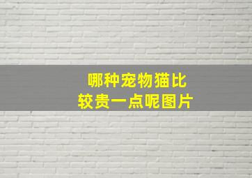 哪种宠物猫比较贵一点呢图片