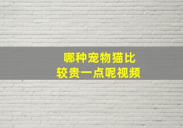 哪种宠物猫比较贵一点呢视频