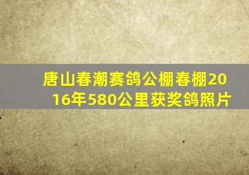 唐山春潮赛鸽公棚春棚2016年580公里获奖鸽照片