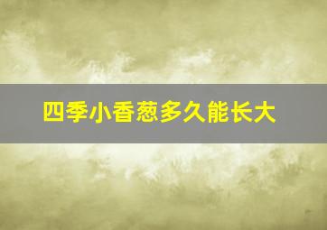 四季小香葱多久能长大