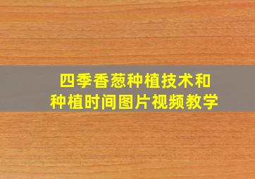 四季香葱种植技术和种植时间图片视频教学