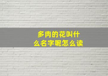 多肉的花叫什么名字呢怎么读