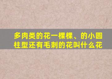 多肉类的花一棵棵、的小圆柱型还有毛刺的花叫什么花