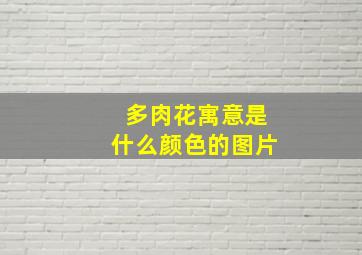 多肉花寓意是什么颜色的图片