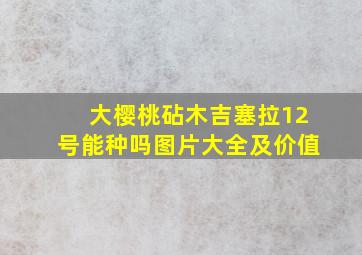 大樱桃砧木吉塞拉12号能种吗图片大全及价值