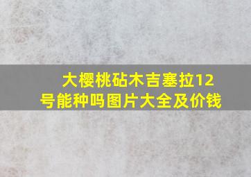 大樱桃砧木吉塞拉12号能种吗图片大全及价钱