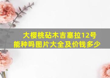 大樱桃砧木吉塞拉12号能种吗图片大全及价钱多少