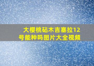 大樱桃砧木吉塞拉12号能种吗图片大全视频