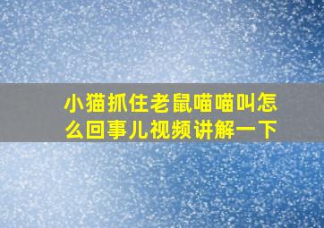 小猫抓住老鼠喵喵叫怎么回事儿视频讲解一下