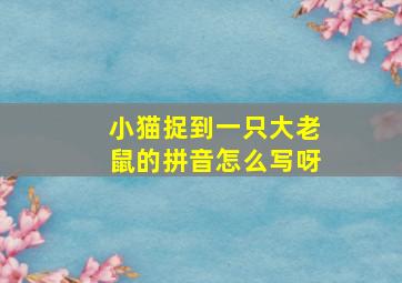 小猫捉到一只大老鼠的拼音怎么写呀