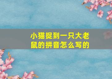 小猫捉到一只大老鼠的拼音怎么写的