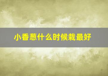 小香葱什么时候栽最好