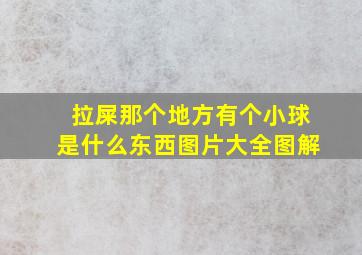 拉屎那个地方有个小球是什么东西图片大全图解