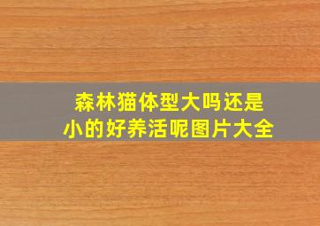 森林猫体型大吗还是小的好养活呢图片大全