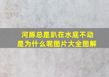 河豚总是趴在水底不动是为什么呢图片大全图解