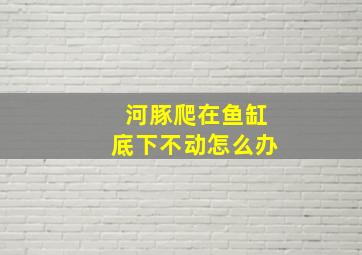 河豚爬在鱼缸底下不动怎么办