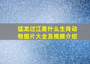 猛龙过江是什么生肖动物图片大全及视频介绍