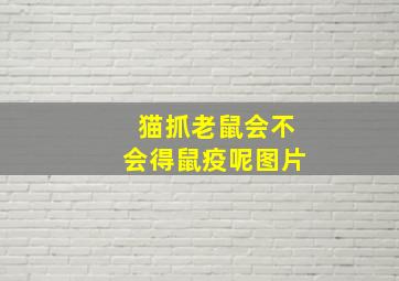 猫抓老鼠会不会得鼠疫呢图片