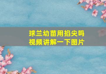 球兰幼苗用掐尖吗视频讲解一下图片