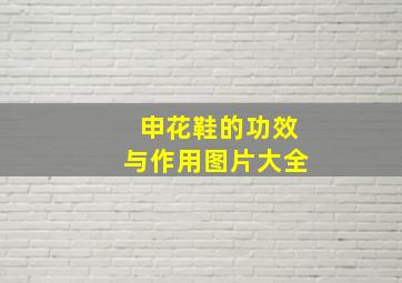 申花鞋的功效与作用图片大全