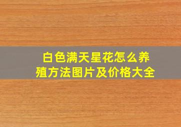 白色满天星花怎么养殖方法图片及价格大全