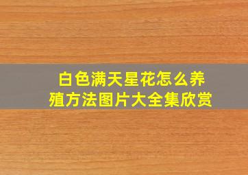 白色满天星花怎么养殖方法图片大全集欣赏