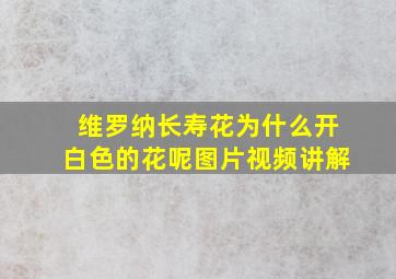 维罗纳长寿花为什么开白色的花呢图片视频讲解