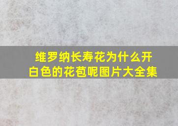 维罗纳长寿花为什么开白色的花苞呢图片大全集