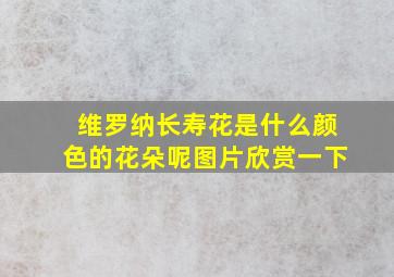 维罗纳长寿花是什么颜色的花朵呢图片欣赏一下