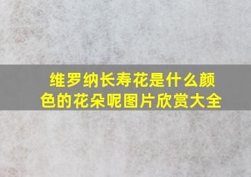 维罗纳长寿花是什么颜色的花朵呢图片欣赏大全