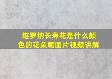 维罗纳长寿花是什么颜色的花朵呢图片视频讲解