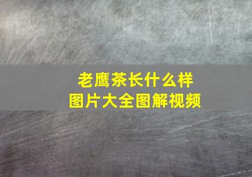 老鹰茶长什么样图片大全图解视频