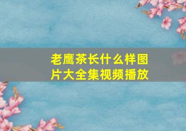 老鹰茶长什么样图片大全集视频播放