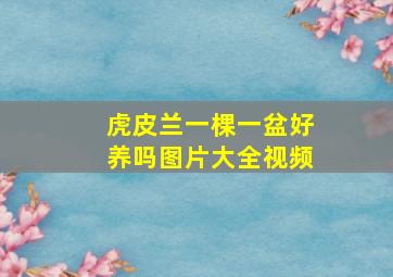 虎皮兰一棵一盆好养吗图片大全视频