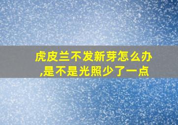 虎皮兰不发新芽怎么办,是不是光照少了一点