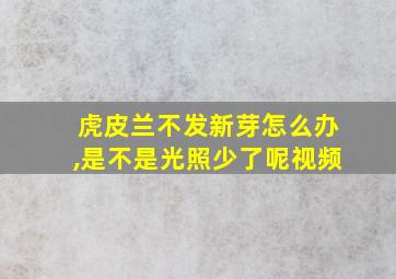 虎皮兰不发新芽怎么办,是不是光照少了呢视频