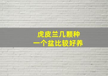 虎皮兰几颗种一个盆比较好养