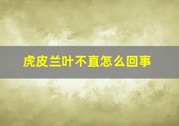 虎皮兰叶不直怎么回事