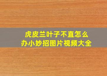 虎皮兰叶子不直怎么办小妙招图片视频大全